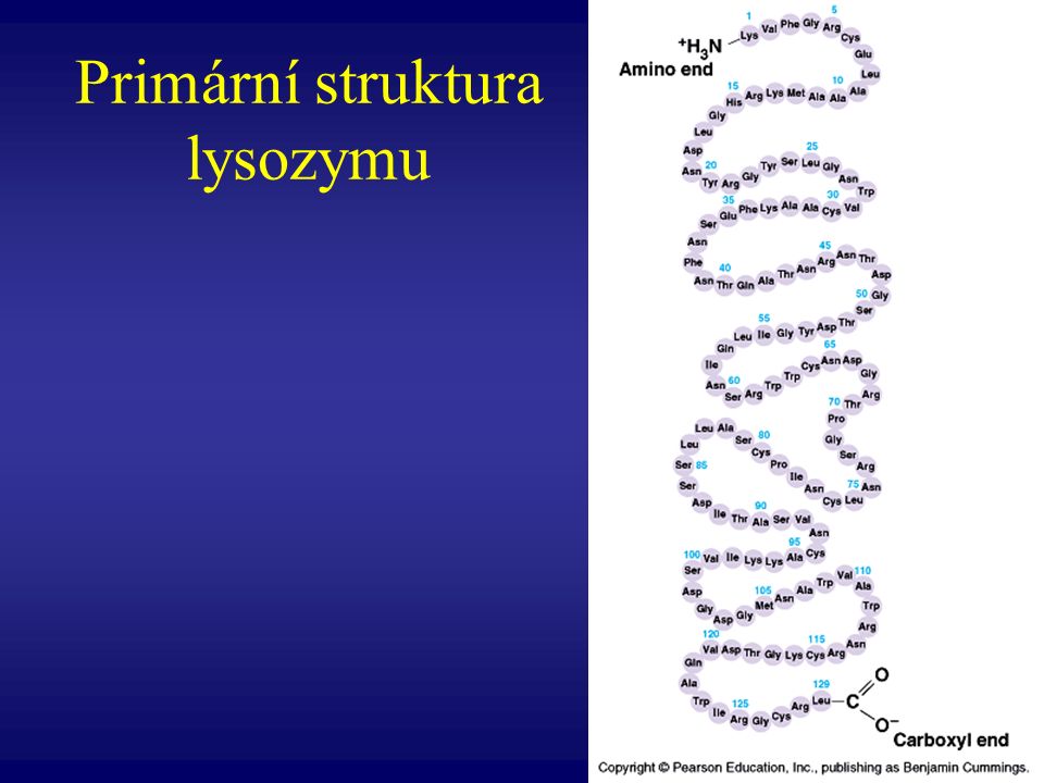 Primární struktura lysozymu