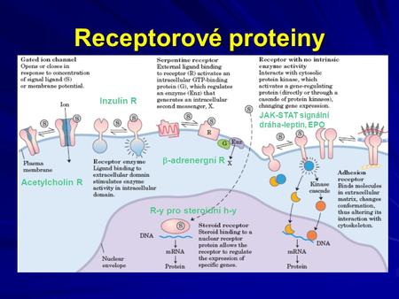 Receptorové proteiny Inzulín R -adrenergní R Acetylcholin R