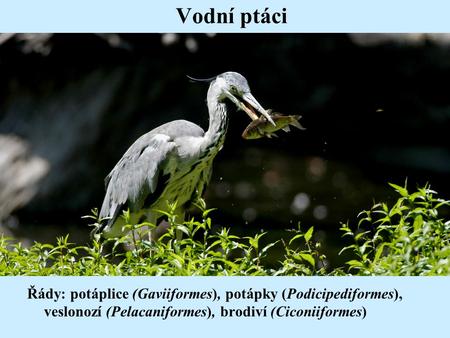 Vodní ptáci Řády: potáplice (Gaviiformes), potápky (Podicipediformes), veslonozí (Pelacaniformes), brodiví (Ciconiiformes)