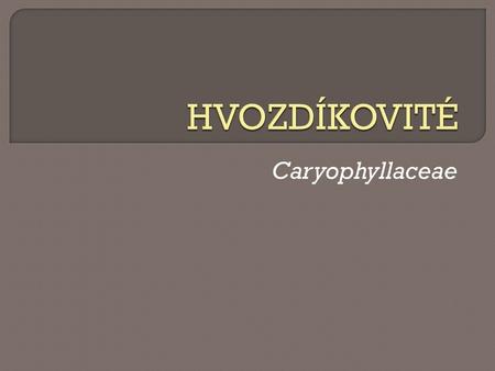 HVOZDÍKOVITÉ Caryophyllaceae.