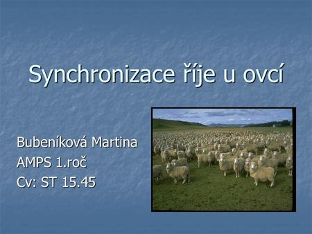 Synchronizace říje u ovcí