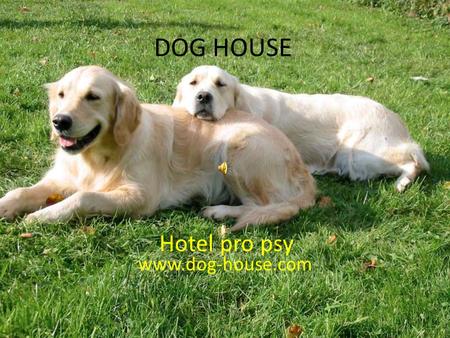 DOG HOUSE www.dog-house.com Hotel pro psy. Vymezení potenciálu absolventa ÚČETNICTVÍ EKONOMICKÉ A MARKETINGOVÉ ODDĚLENÍ PŘEKLADATELSTVÍ PROGRAMOVÁNÍ PEČOVATELSTVÍ.