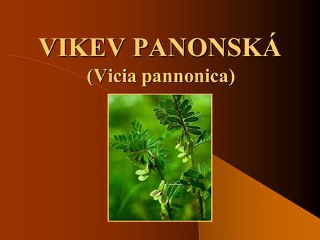 VIKEV PANONSKÁ (Vicia pannonica).