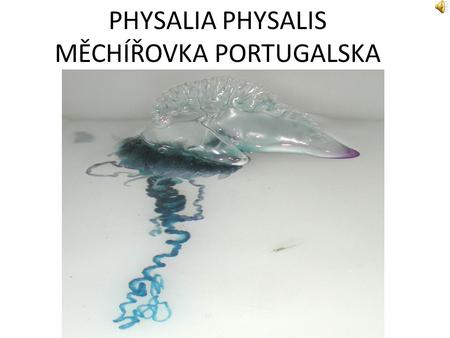 PHYSALIA PHYSALIS MĚCHÍŘOVKA PORTUGALSKA
