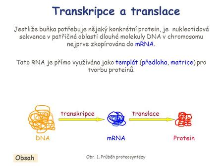Transkripce a translace