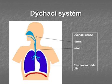 Dýchací systém Dýchací cesty: - horní - dolní Respirační oddíl plic.