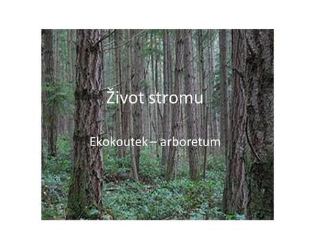 Život stromu Ekokoutek – arboretum.