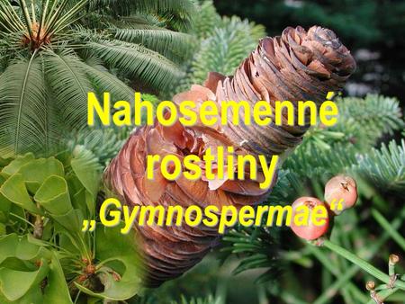 Nahosemenné rostliny „Gymnospermae“