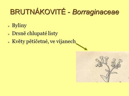 BRUTNÁKOVITÉ - Borraginaceae