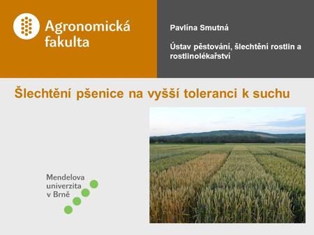 Šlechtění pšenice na vyšší toleranci k suchu
