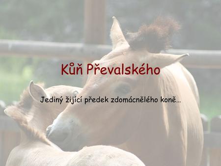 Jediný žijící předek zdomácnělého koně…