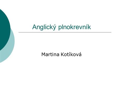 Anglický plnokrevník Martina Kotíková.