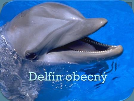 Delfín obecný.