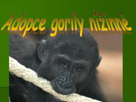 Adopce gorily nížinné.