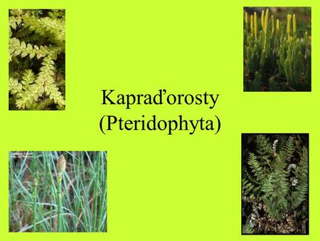 Kapraďorosty (Pteridophyta)