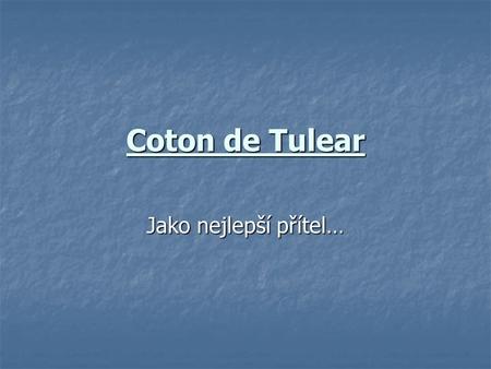 Coton de Tulear Jako nejlepší přítel….