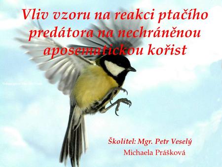 Vliv vzoru na reakci ptačího predátora na nechráněnou aposematickou kořist  Školitel: Mgr. Petr Veselý.