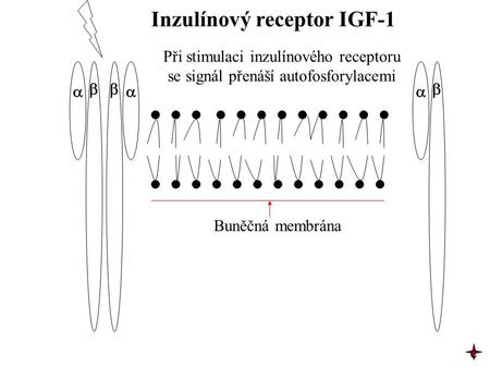 Inzulínový receptor IGF-1