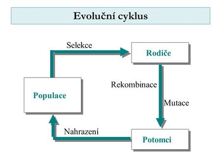 Evoluční cyklus Rekombinace Mutace Populace PotomciRodiče Selekce Nahrazení.