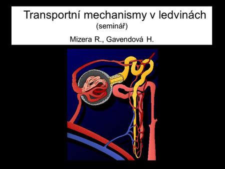 Transportní mechanismy v ledvinách (seminář)