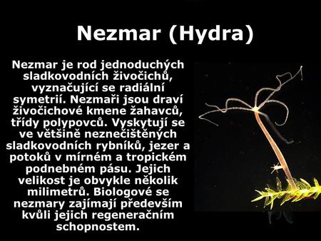 Nezmar (Hydra) Nezmar je rod jednoduchých sladkovodních živočichů, vyznačující se radiální symetrií. Nezmaři jsou draví živočichové kmene žahavců, třídy.