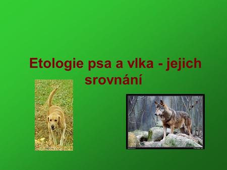 Etologie psa a vlka - jejich srovnání
