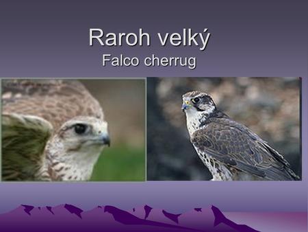 Raroh velký Falco cherrug. Charakteristika raroha Patří do čeledi sokolovitých Loví jak na zemi tak ve vzduchu Hnízdo si staví na stromě nebo ve skalním.