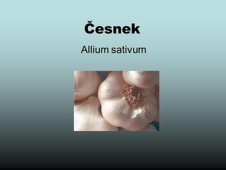 Česnek Allium sativum. Popis Jedná se o vytrvalé (vzácněji dvouleté) podzemní byliny, převážně s cibulemi různých vlastností. Někdy jsou jednoduché, jindy.