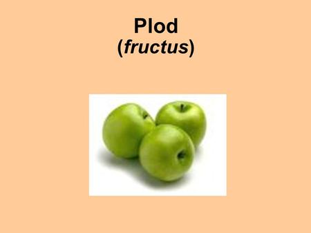 Plod (fructus).