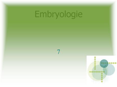 Embryologie 7.