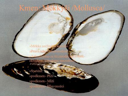 Kmen: Měkkýši /Mollusca/