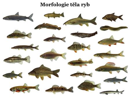 Morfologie těla ryb.