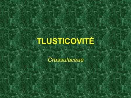 TLUSTICOVITÉ Crassulaceae.