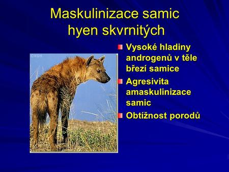 Maskulinizace samic hyen skvrnitých Vysoké hladiny androgenů v těle březí samice Agresivita amaskulinizace samic Obtížnost porodů.