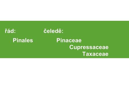 řád: čeledě: Pinales Pinaceae Cupressaceae Taxaceae