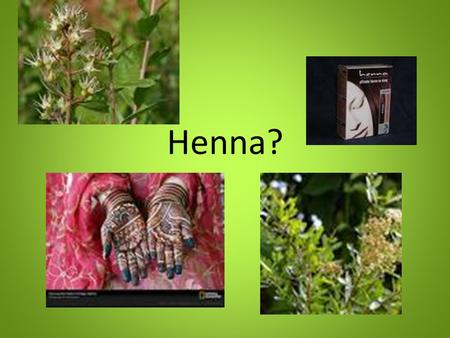 Henna?. Co je henna? je keřík do výšky 2m (Lawsoniainermis) s malými, zelenými, vonnými lístky Lawsonia Inermis, Lawsonia Alba a Lawsonia Spinoza – známé.