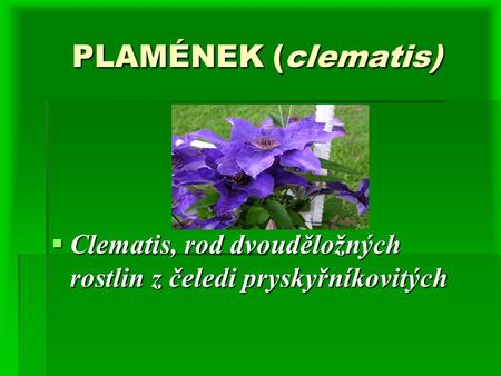 PLAMÉNEK (clematis) PLAMÉNEK (clematis)  Clematis, rod dvouděložných rostlin z čeledi pryskyřníkovitých.