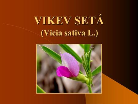 VIKEV SETÁ (Vicia sativa L.).