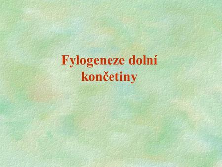 Fylogeneze dolní končetiny