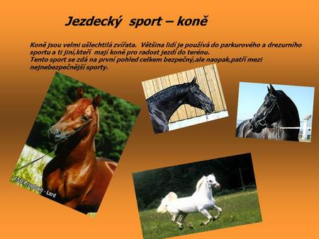 Jezdecký sport – koně Koně jsou velmi ušlechtilá zvířata. Většina lidí je používá do parkurového a drezurního sportu a ti jiní,kteří mají koně pro radost.
