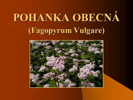 POHANKA OBECNÁ (Fagopyrum Vulgare).