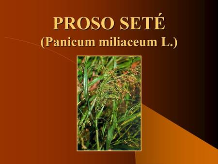 PROSO SETÉ (Panicum miliaceum L.).
