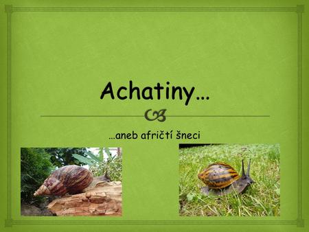 Achatiny… …aneb afričtí šneci.