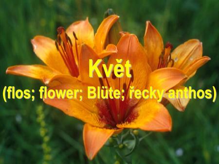 Květ (flos; flower; Blüte; řecky anthos)