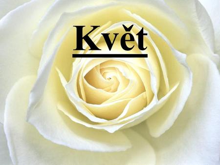 Květ http://www.mojetapety.cz/thumb.php?katid=2&tapid=8&size=1.
