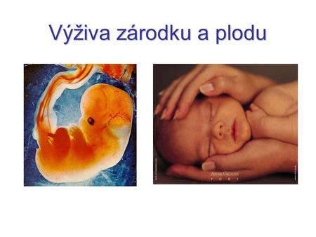 Výživa zárodku a plodu.