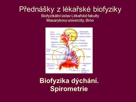 Biofyzika dýchání. Spirometrie