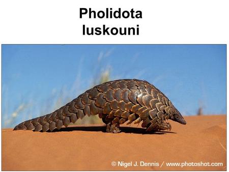 Pholidota luskouni.