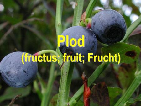 Plod (fructus; fruit; Frucht)