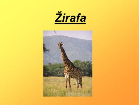 Žirafa.